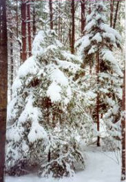Snowmen and Sleigh Rides